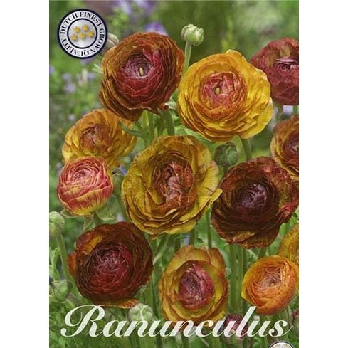 Bukettranunkel-Ranunculus asiaticus 'Cafe Picotee' 10-pack
